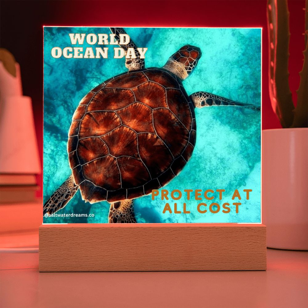 WOD - loggerhead turtle - Acrylic Square
