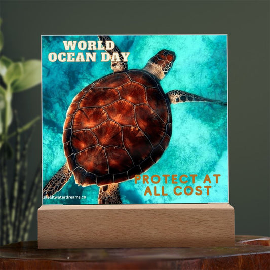 WOD - loggerhead turtle - Acrylic Square