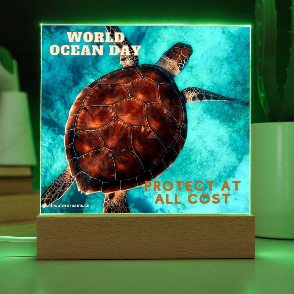 WOD - loggerhead turtle - Acrylic Square