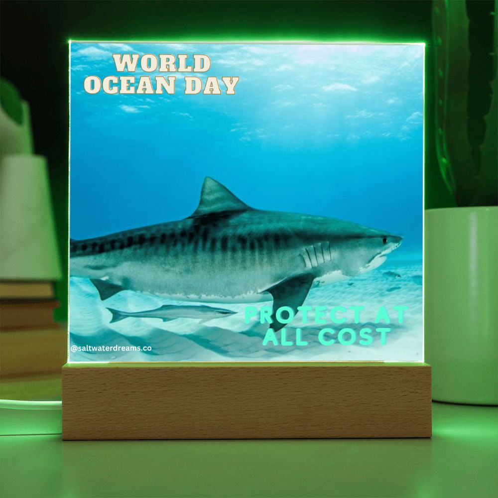 WOD - tiger shark 2 - Acrylic Square