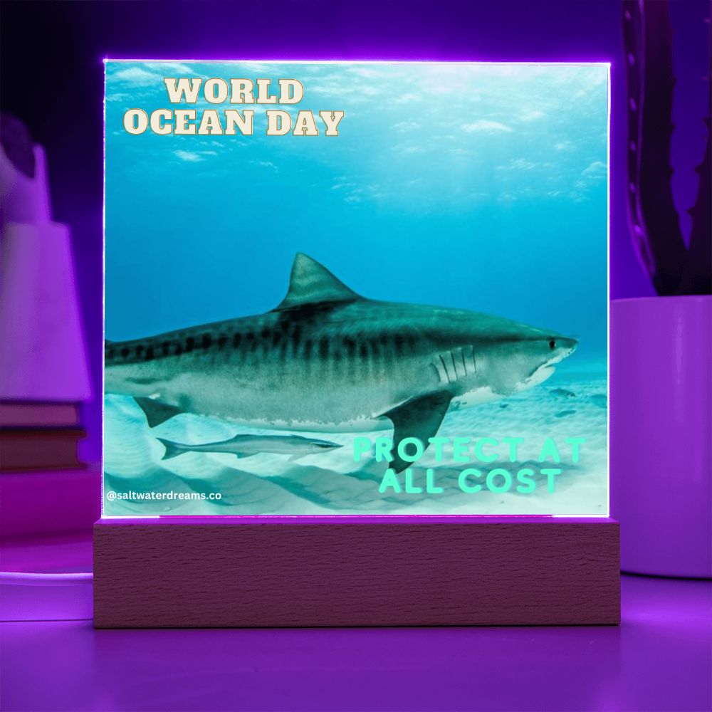 WOD - tiger shark 2 - Acrylic Square
