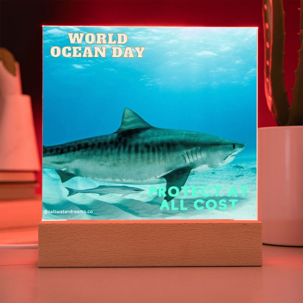 WOD - tiger shark 2 - Acrylic Square